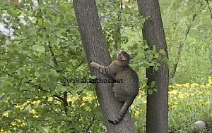 Unter den Linden ambiente tematico parco