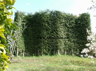 Siepone borrominiano ambiente tematico borromini