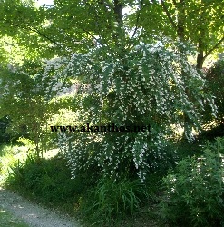 sentiero ghiaia fiori ambiente tematico zen