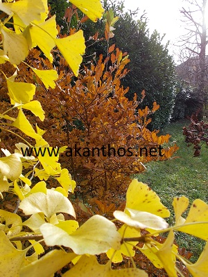 colori d'autunno