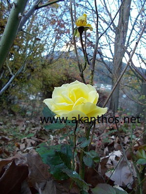 rosa gialla autunnale